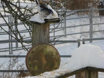 Blue Jay thermometer temperature