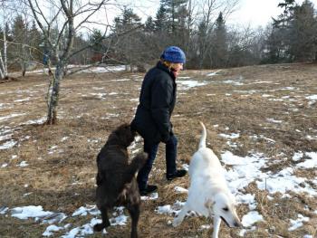 Cedar the Labradoodle and Ella the yellow Lab swarm around Stockwell until all the dog treats in her coat vanished. KATRINA CLARK/Boothbay Register