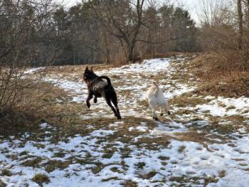 Poetry in motion: Ella and Cedar have a great time running and chasing each other. KATRINA CLARK/Boothbay Register