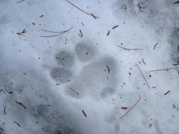 Evidence of other dogs that have walked these paths recently. KATRINA CLARK/Boothbay Register