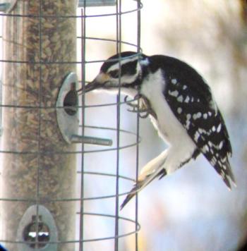 woodpecker