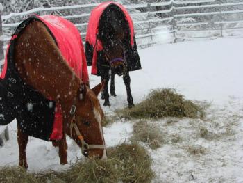 horses Alna