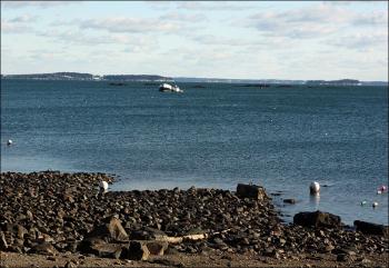 At low tide Jan. 9, the Harvest Moon and the “Nathaniel Bowditch” idle in the east side of Camden’s outer harbor. (Photo by Holly S. Edwards)