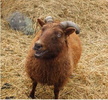 FRANNIE, one of Stepheson’s Icelandic sheep. SUZI THAYER/Boothbay Register