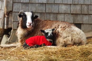 A JACOB LAMB snuggles up to his mother. SUZI THAYER/Boothbay Register