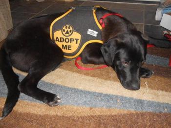 Handsome Monty, an 8-month old lab mix is living with his foster family in Ellsworth. He is good with other dogs and was rescued from a high-kill shelter in Georgia. Email Renee Coombs, Director of the Maine group, at recoombs2012@gmail.com for more information on adoptions. Courtesy of the Underhound Railroad