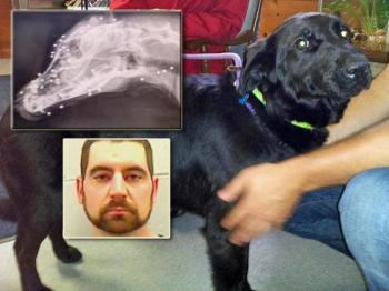 Aaron Armstrong, 32, of Waldoboro, had been arrested and charged with aggravated animal cruelty and violating conditions of release for allegedly shooting his dog with a BB gun more than 90 times. (Courtesy Lincoln County Animal Shelter/Lincoln County Jail)