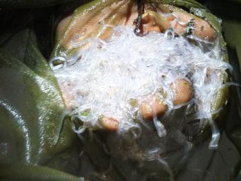 elvers
