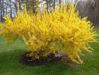 At this time last spring, there were daffodils poking up through the ground, and forsythia bushes were getting ready to burst forth. With the ground still frozen and more snow in the forecast, it may still be a while before we see any of those cheerful, bright yellow blossoms. SUZI THAYER/Boothbay Register