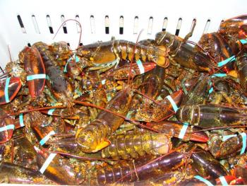 lobsters