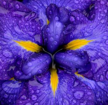 East Boothbay's Steve Demeranville's "My Iris Yoga Instructor" was selected by the Maine Photography Show committee for the Exhibition Catalog cover. Courtesy of MPS