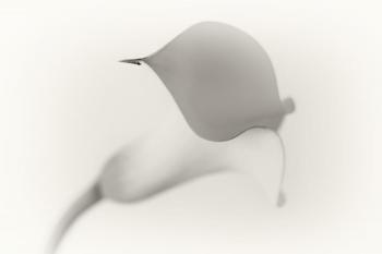 Sarah Beard Buckley's “White Calla Lily,” entered in the Special Theme/Flowers category, was selected Best of Show by juror Freeman Patterson for the 2014 Maine Photography Show. Courtesy of MPS