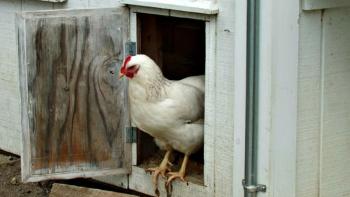 A chicken pauses in the door between the open area and nesting room. KATRINA CLARK/Boothbay Register