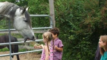 Necar the horse enjoys some hay fed by visitors on open farm day. KATRINA CLARK/Boothbay Register