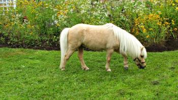 Horse Elijah enjoys a graze in the front yard. KATRINA CLARK/Boothbay Register