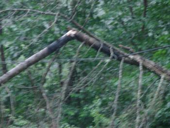 snapped tree, Route 218, Alna