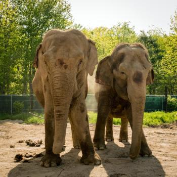 elephants