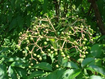 elderberries