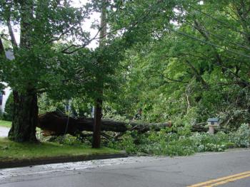 Wiscasset tree