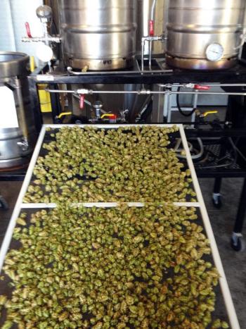 HOPS are used fresh off the vine, or dried on a screen as shown here. The dried hops can be bagged and frozen for up to six months. SUZI THAYER/Boothbay Register
