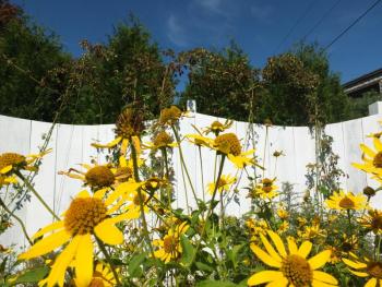 HOP PLANTS grow up wires behind sunflowers at the Boothbay Craft Brewery. SUZI THAYER/Boothbay Register