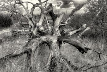 Burnt Tree, David Wolk photo