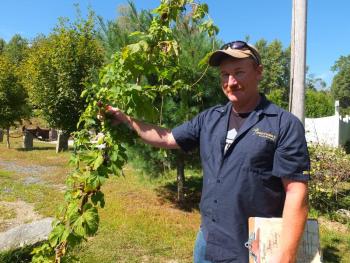 WIN MITCHELL shows off some of the hops growing behind the Boothbay Craft Brewery. SUZI THAYER/Boothbay Register