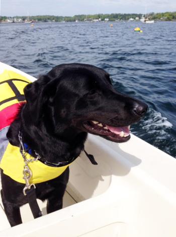 Sunny, the Cuckolds Lighthouse dog for the summer of 2014, took island life riding in a whaleboat in stride. Courtesy of Dan Aube