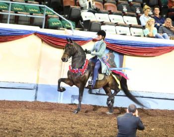 HALI GOODWIN won a world championship on Oct. 18 during the Grand National & World Championship Morgan Horse Show competition held Oklahoma City, Oklahoma. Goodwin won a world championship in English Pleasure Jr. Exhibitor 13 and under division. She also placed third in the Grand National championship for the same class. Courtesy of Andy Illes