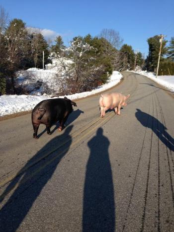 pigs, Wiscasset Municipal Airport, Chewonki Neck Road