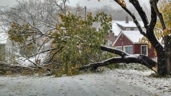 A tree limb lies across Colcord Ave. in Camden. (Courtesy Chris Farley)