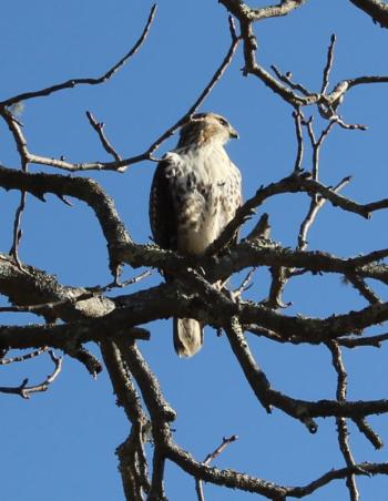 Photo of hawk