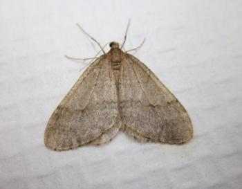 The winter moth has been found in Lincoln County and elsewhere on Maine’s coast and a bit inland. Courtesy of the Maine Forest Service winter moth