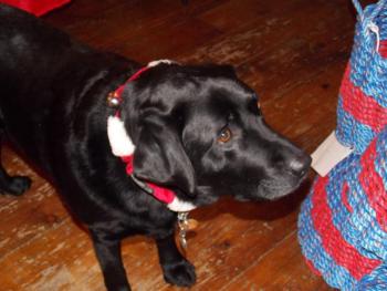 Max the black lab waits to greet customers at Two Salty Dogs during Men’s Night. KATRINA CLARK/Boothbay Register