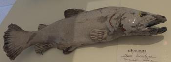 Sharon Townshend’s “!7” Trout” composd of potbuoy