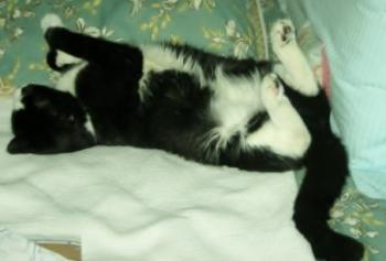 Fred the Tuxedo cat