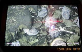 The screen inside Alvin while it was on the seafloor. How many octopi can you see? Courtesy of chief scientist Geoff Wheat, Woods Hole Oceanographic Institution