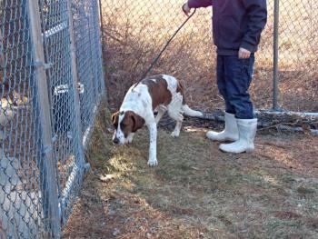 Rufus, the 6-year-old redtick hound. KATRINA CLARK/Boothbay Register