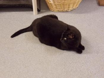 Midnight, the 5.5-year-old cat looking for a new home. KATRINA CLARK/Boothbay Register