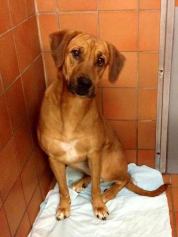 Morgan, who is 2 years old and needs someone with a lot of patience and love. Courtesy of Tammy Steinmetz/photo by Julie Simkins
