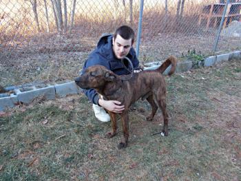 Rocko, the 3-year-old mixed breed, with shelter attendant Kurtis Reed. KATRINA CLARK/Boothbay Register