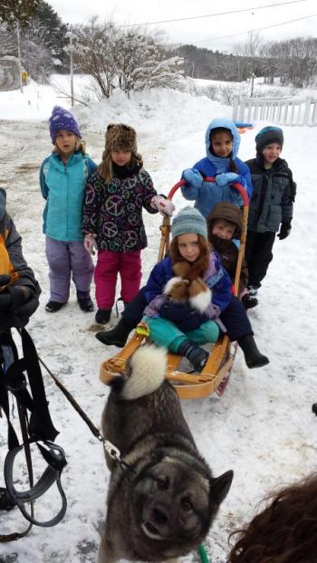 Program participants learn about this unusual breed of dog, Norwegian elkhound, and dog-sledding at a DRA program before they go for a ride. The Damariscotta River Association Winter Fest will offer similar opportunities as well as ice skating, snowshoeing, food, and an animal track craft. Courtesy of the DRA