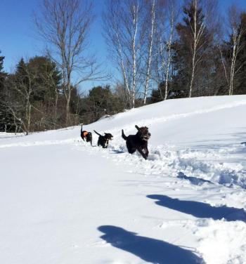 With Cedar in the lead, three of the dogs spent a good part of the hike running to their hearts’ content. SUZI THAYER/Boothbay Register