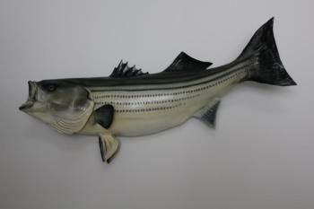 Photo of Striped Bass