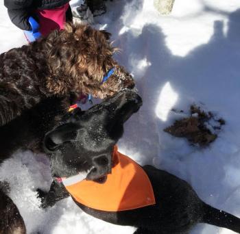 Cedar and Maude share what appears to be a kiss. SUZI THAYER/Boothbay Register