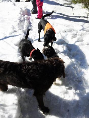 Dogs, like their humans, take time out to get to know each other. SUZI THAYER/Boothbay Register