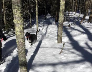 Jackson was obviously having a blast during most of the hike. SUZI THAYER/Boothbay Register