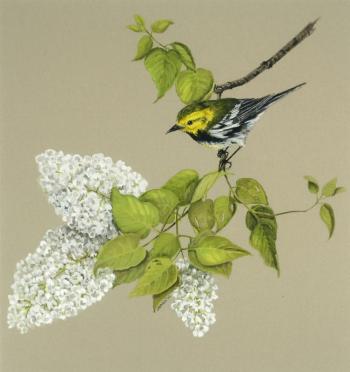 “Black Throated Green Warbler,” Julie Babb, was awarded second place. “Black Throated Green Warbler,” Julie Babb
