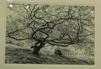 “Japanese Maple,” Jennifer Litchfield
