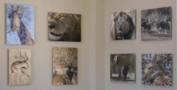 Kelly P. Brook’s African images